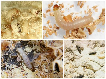 Molea larva fotografie, descriere, rău și beneficii