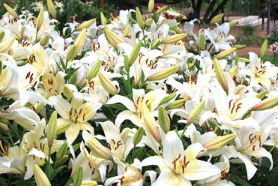 Lily royal, simbol al plantei