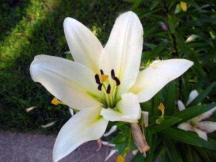 Lily royal, simbol al plantei