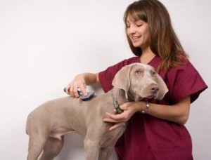 Multing la câini - normă sau patologie