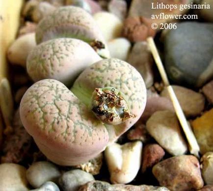 Lithops - élő kövek