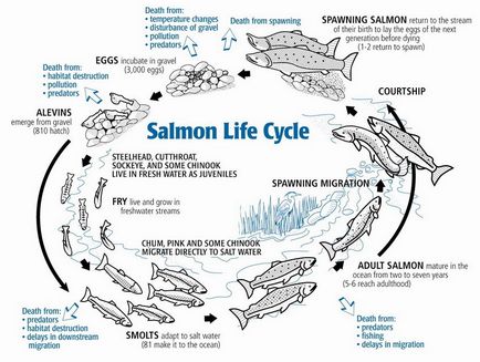 Somonul moare pentru a supraviețui