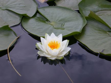 Lotus - simbolul vieții și fericirii - oracolul astro