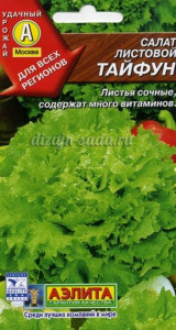 Кращі сорти салату опис, відгуки, фото, характеристика