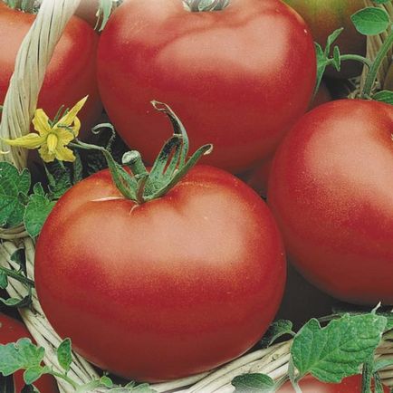 Кращі сорти томатів для Підмосков'я в теплицях, відкритому грунті