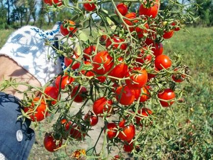 Cele mai bune soiuri de roșii pentru regiunea Moscovei în sere, teren deschis