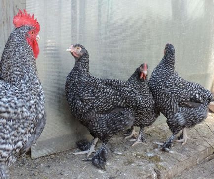 Malin fajta csirkék leírás, képek és videó mehelenskaya kakukk