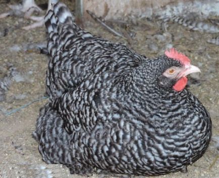 Malin fajta csirkék leírás, képek és videó mehelenskaya kakukk