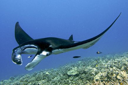 Manta vagy óriás tengeri ördög - a csodálatos világ az állatok