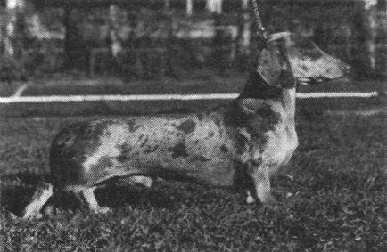 Maria Sotskaya - pielea și haina unui câine