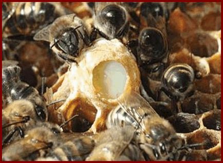 Royal Jelly Treatment, blogul Lycianova Galina