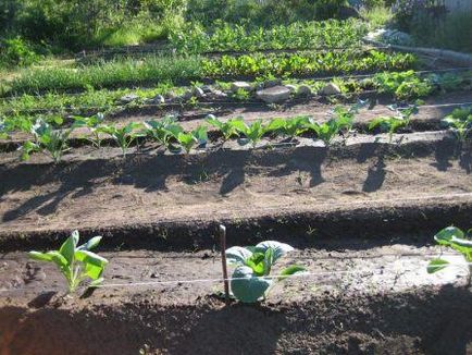 Metoda de cultivare a legumelor mitlajdera în zone mici