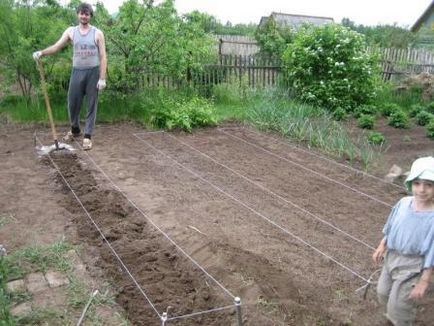 Metoda de cultivare a legumelor mitlajdera în zone mici