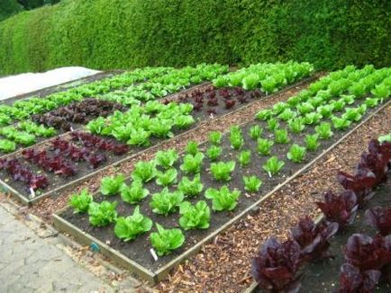 Metoda de cultivare a legumelor mitlajdera în zone mici