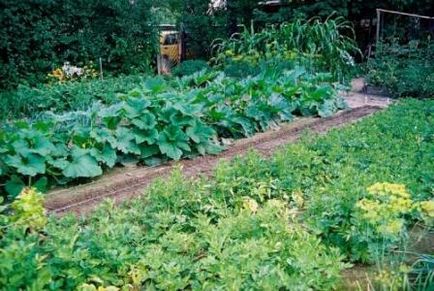 Metoda de cultivare a legumelor mitlajdera în zone mici