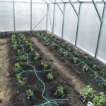 Metoda de cultivare a legumelor mitlajdera în zone mici