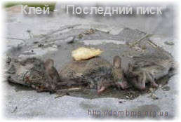 Șoarecii din baie