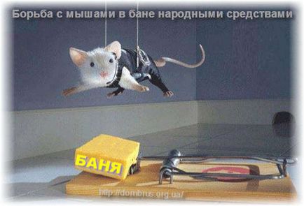 Миші в лазні
