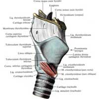 Mușchii laringelui
