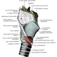 м'язи гортані