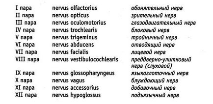 Mnemogrammy - orvosok vicc, még néma sziréna