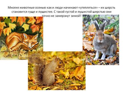 Багато тварин восени як і люди починають «утеплятися» - їх шерсть - презентація 101073-19