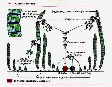 Alge verzi filamentoase multicelulare
