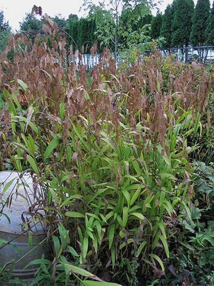 Багаторічна декоративна трава кросворд