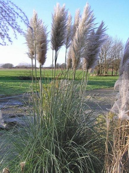 Багаторічна декоративна трава кросворд