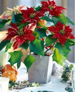 Euphorbia este frumoasă, sau poinsettia-îngrijire caracteristici, greenhome