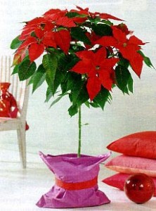 Euphorbia este frumoasă, sau poinsettia-îngrijire caracteristici, greenhome