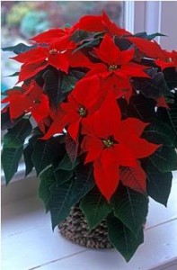 Euphorbia este frumoasă, sau poinsettia-îngrijire caracteristici, greenhome