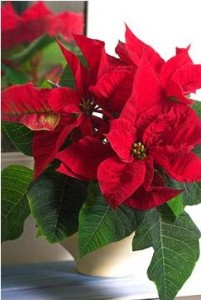 Euphorbia este frumoasă, sau poinsettia-îngrijire caracteristici, greenhome