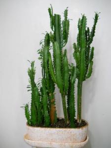 Euphorbia trihedral la fel am tăiat - cacti și suculente - un forum pe