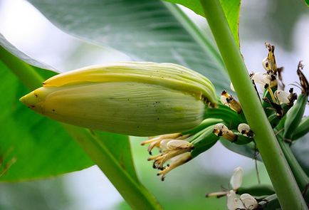 Este posibil să crească o banană acasă, o grădină de legume pe fereastră