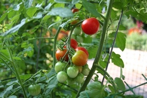 Чи треба пасинкувати помідори черрі магія рослин