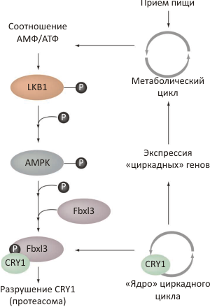 Знайдена зв'язок між обміном речовин і циркадних ритмів