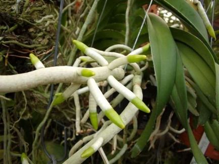 Numirea și apariția pseudobulbelor în orhidee