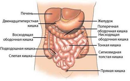 Tulburări intestinale intestinale, tratament, remedii folclorice - viața mea