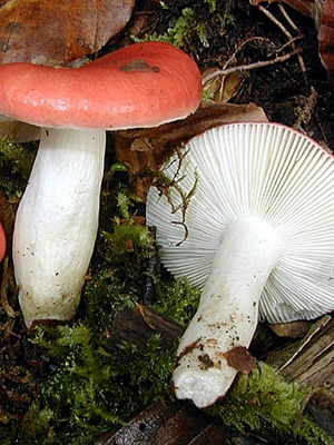 Pozele inutilizabile de russula și o descriere a ruginitelor ars-caustice (vomite), de mesteacăn și roșu-sânge