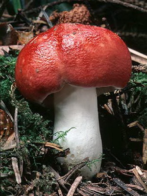 Pozele inutilizabile de russula și o descriere a ruginitelor ars-caustice (vomite), de mesteacăn și roșu-sânge