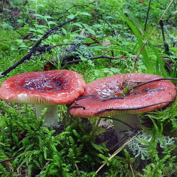 Pozele inutilizabile de russula și o descriere a ruginitelor ars-caustice (vomite), de mesteacăn și roșu-sânge