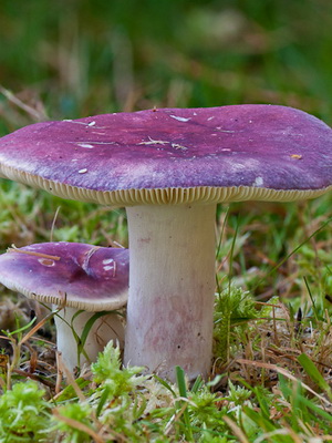 Pozele inutilizabile de russula și o descriere a ruginitelor ars-caustice (vomite), de mesteacăn și roșu-sânge