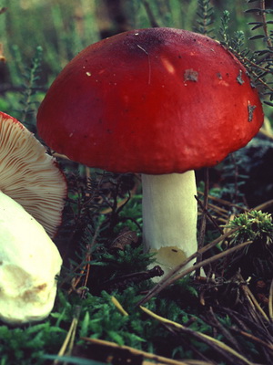 Pozele inutilizabile de russula și o descriere a ruginitelor ars-caustice (vomite), de mesteacăn și roșu-sânge