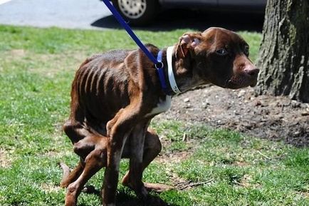 O poveste incredibilă de salvare a unui câine aruncă în aer Internetul