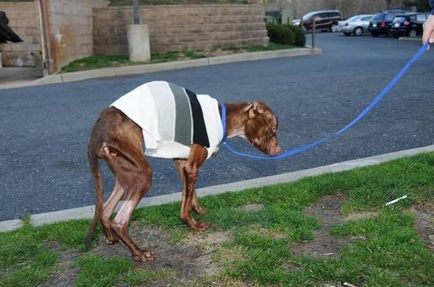 O poveste incredibilă de salvare a unui câine aruncă în aer Internetul