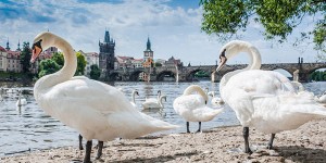 Schimb valutar în Praga - profitabil și fără comision