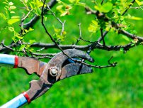 Tăierea, stimularea fructelor copacilor de grădină, grădinar (fermă)