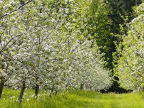 Tăierea, stimularea fructelor copacilor de grădină, grădinar (fermă)