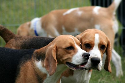 Огляд собак породи естонська гонча опис стандарту, зміст і фото